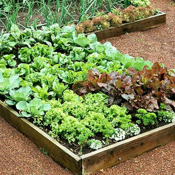 Square Foot Gardening